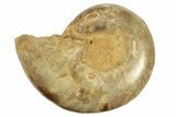 Jurassic Cut & Polished Ammonite Fossil (Half) - Madagascar #223250-1